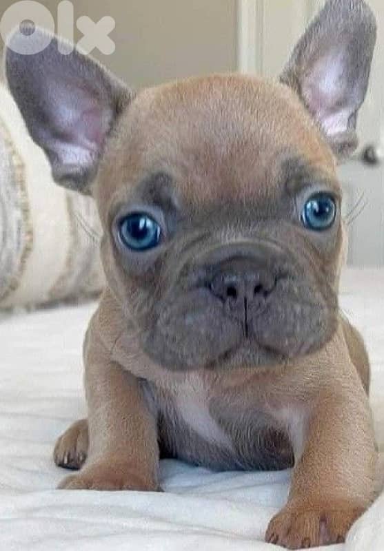 Blue Fawn French Bulldog Puppy unique color imported Dog كلاب 0