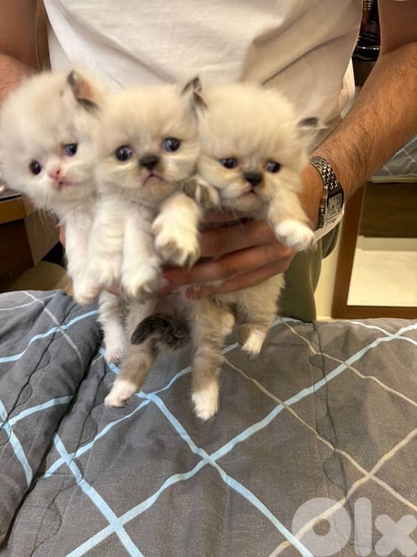 ragdoll kittens for sale 0