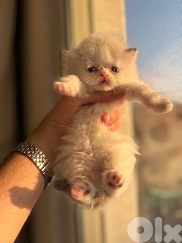 ragdoll kittens for sale 2