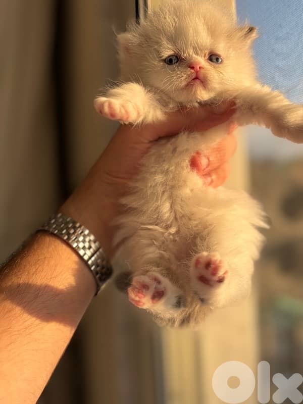 ragdoll kittens for sale 3
