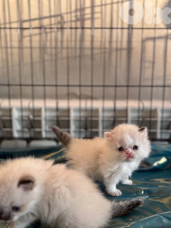 ragdoll kittens for sale 8