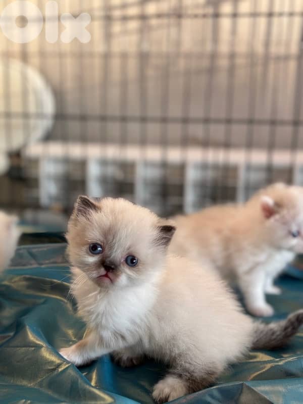 ragdoll kittens for sale 9