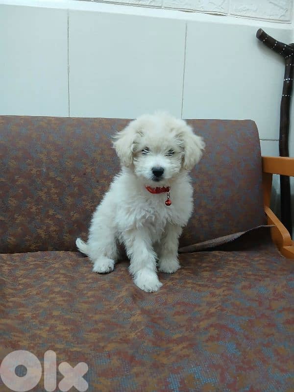 mini pichon 3 month 2