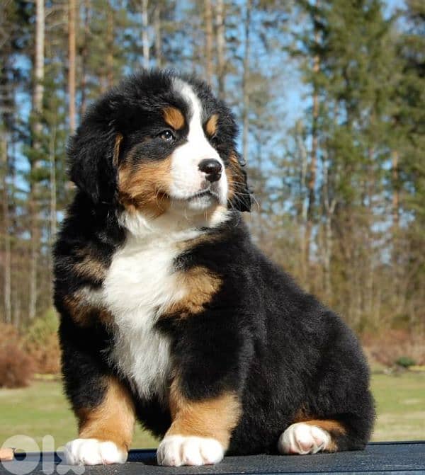 Bernese Mountain Dog Puppies /dog كلاب 0