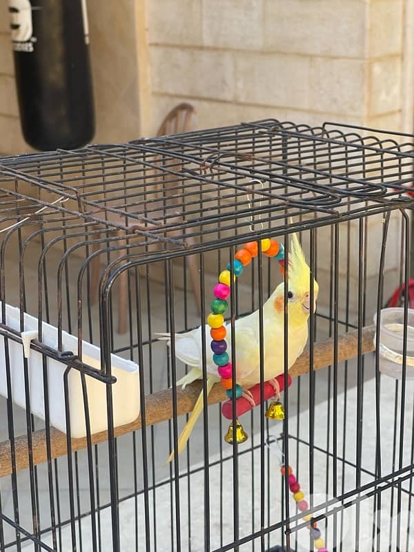 كروان انثى عمر ٤ اشهر مفطومة 5