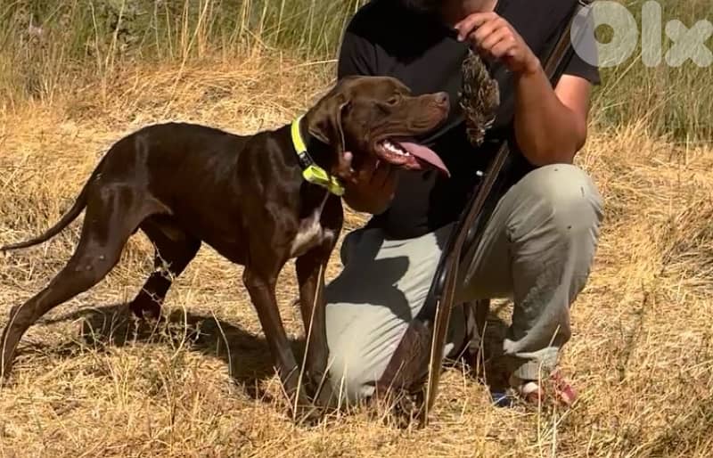 english pointer 2