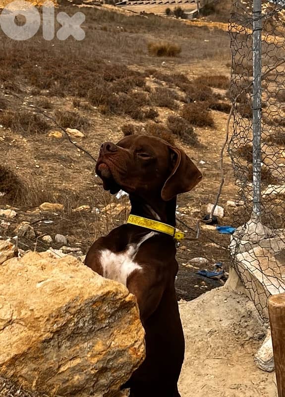 english pointer 1