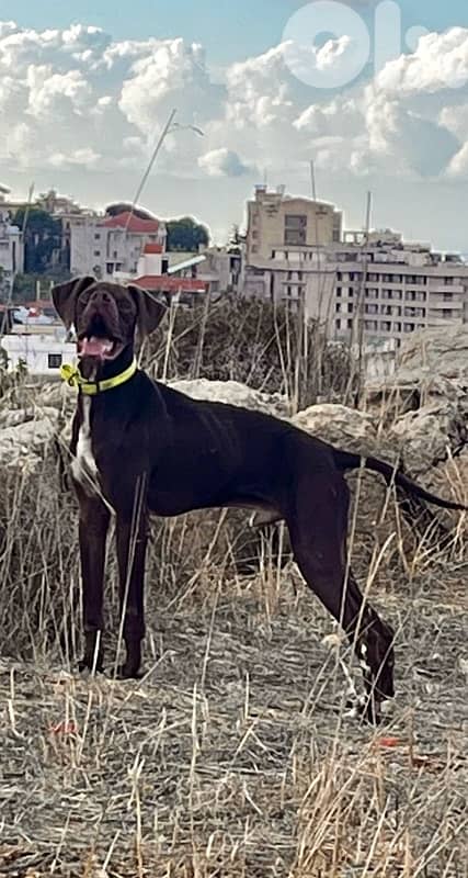 english pointer 3