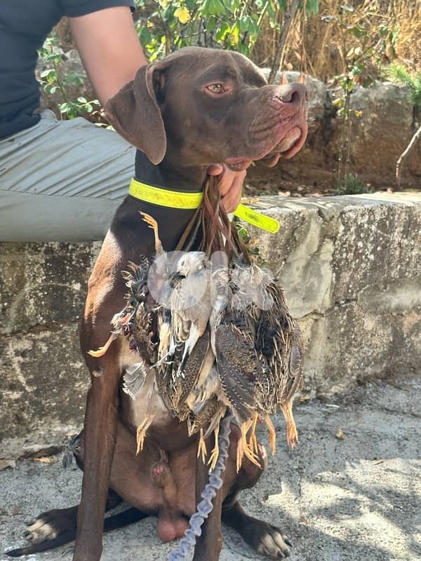 english pointer 0