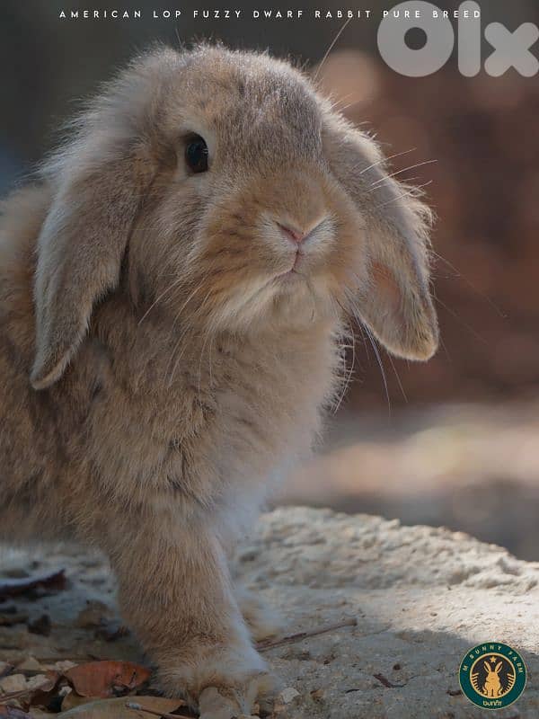 جميع سلالات الأرانب أجنبية نقية -  rabbit pure breed 0