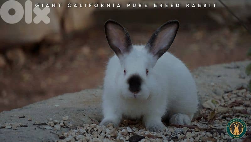 جميع سلالات الأرانب أجنبية نقية -  rabbit pure breed 2
