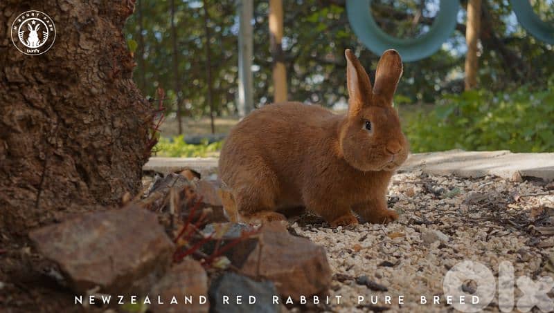 جميع سلالات الأرانب أجنبية نقية -  rabbit pure breed 3