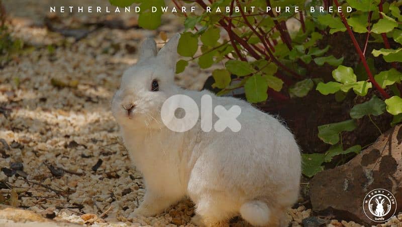 جميع سلالات الأرانب أجنبية نقية -  rabbit pure breed 4
