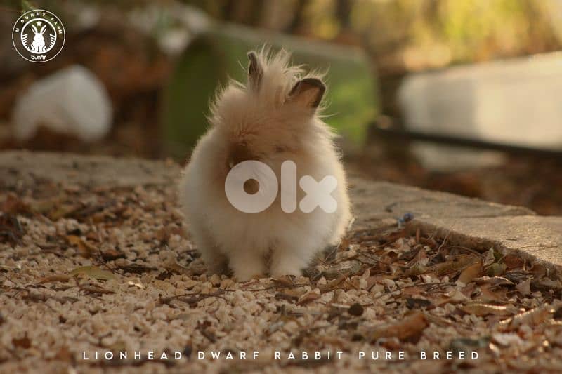 جميع سلالات الأرانب أجنبية نقية -  rabbit pure breed 6