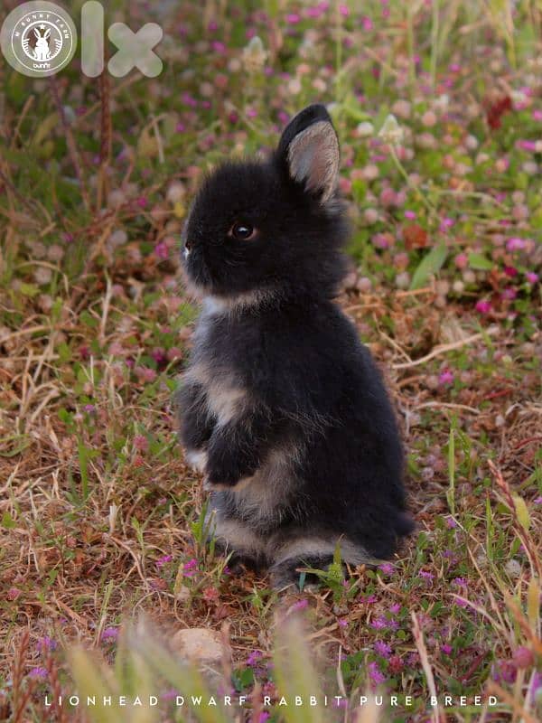 جميع سلالات الأرانب أجنبية نقية -  rabbit pure breed 7