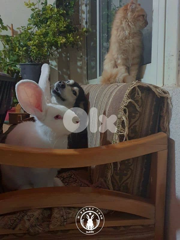 جميع سلالات الأرانب أجنبية نقية -  rabbit pure breed 8