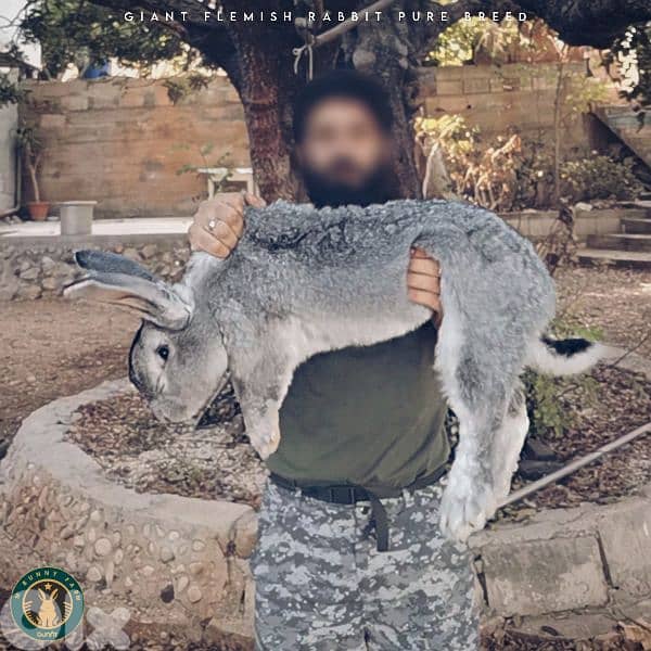 جميع سلالات الأرانب أجنبية نقية -  rabbit pure breed 9