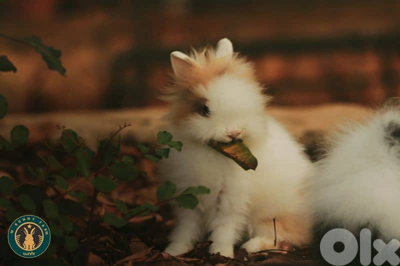 جميع سلالات الأرانب أجنبية نقية -  rabbit pure breed 11