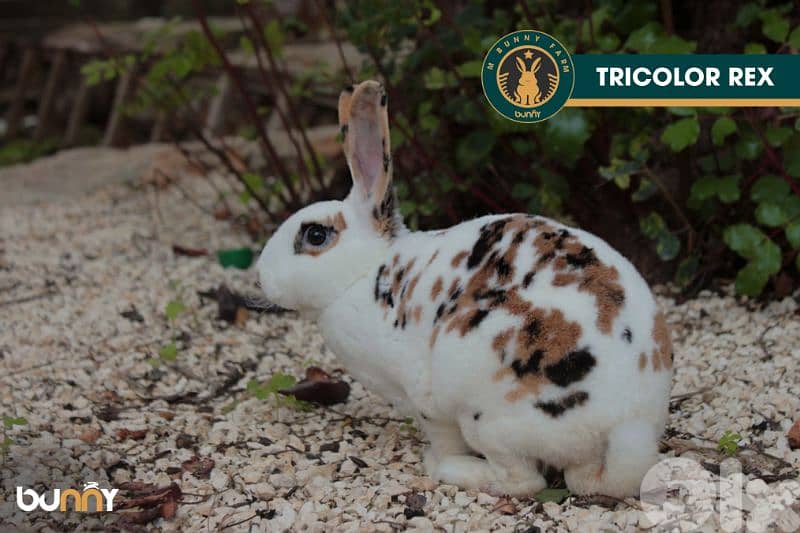 جميع سلالات الأرانب أجنبية نقية -  rabbit pure breed 12