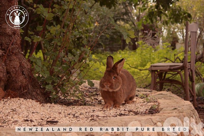 جميع سلالات الأرانب أجنبية نقية -  rabbit pure breed 13