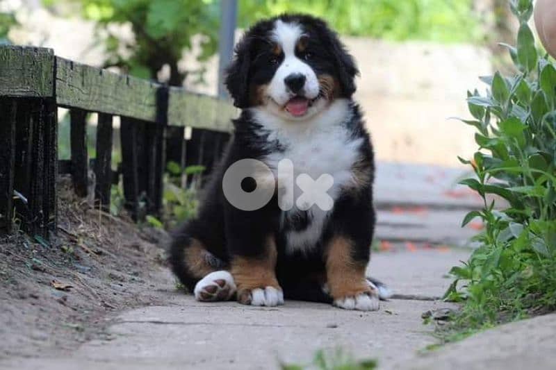 Bernese Mountain Dog Puppies/ dog كلاب 0