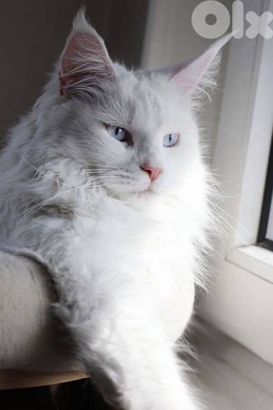 Maine Coon Kittens/ Order Now/ cat قطط 0