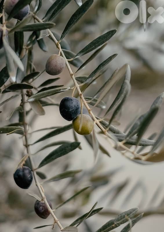 pure extra virgin olive oil 1