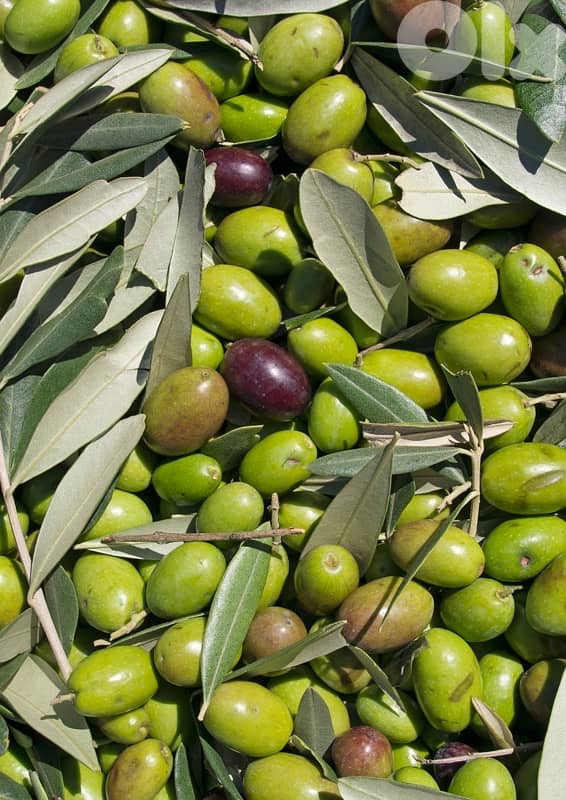 pure extra virgin olive oil 4