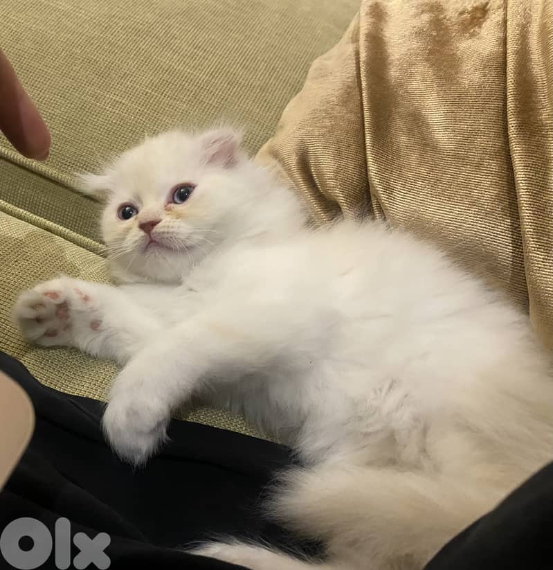 Scotish fold white long hair 0