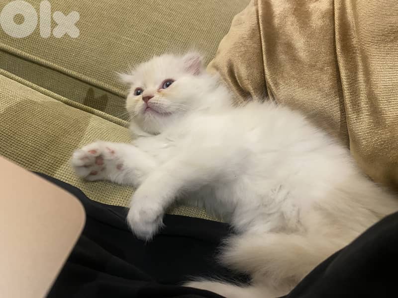 Scotish fold white long hair 1