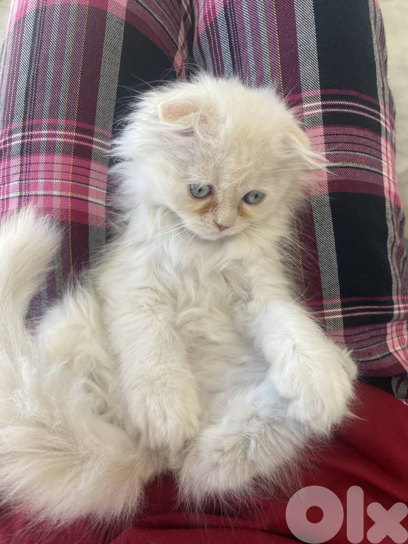 Scotish fold white long hair 2