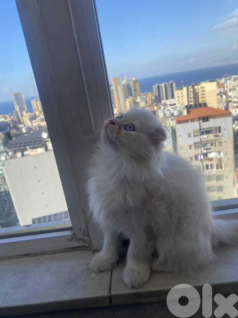 Scotish fold white long hair 3