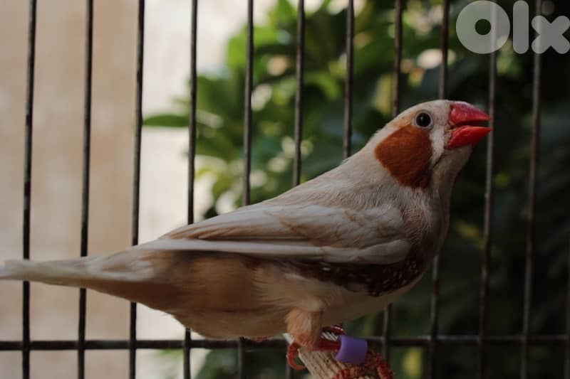 zebra finches abo jambo 0