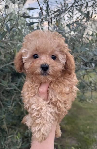 Poodle Available For Sale