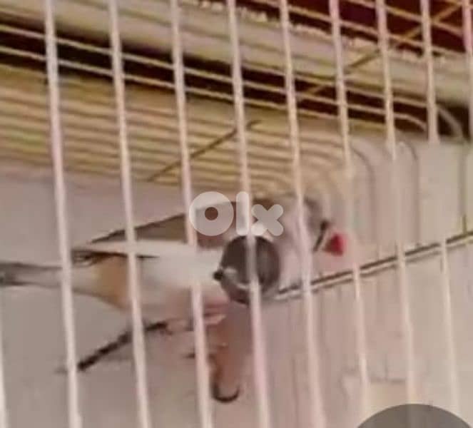 عكار العبده بيوصل علكولا 0