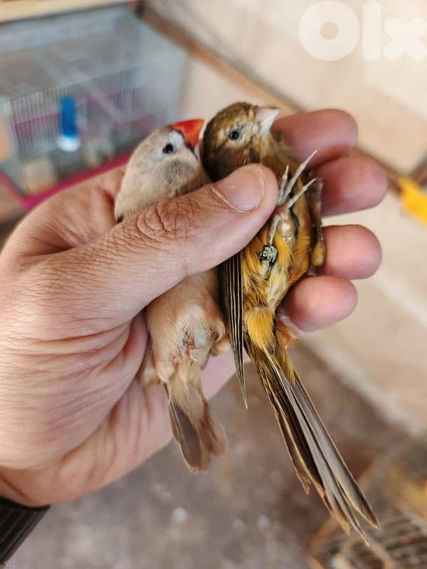 عكار العبده بيوصل علكولا 1