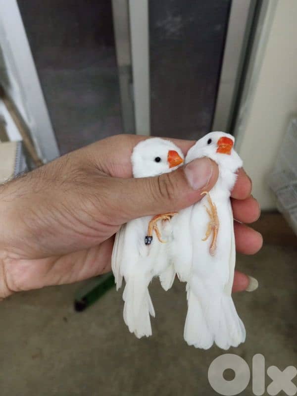 عكار العبده بيوصل علكولا 2