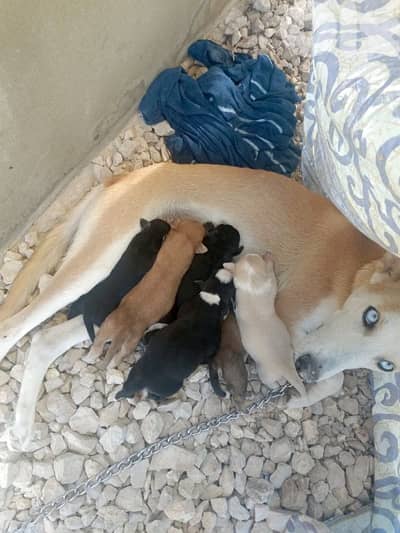 Puppies for sale
