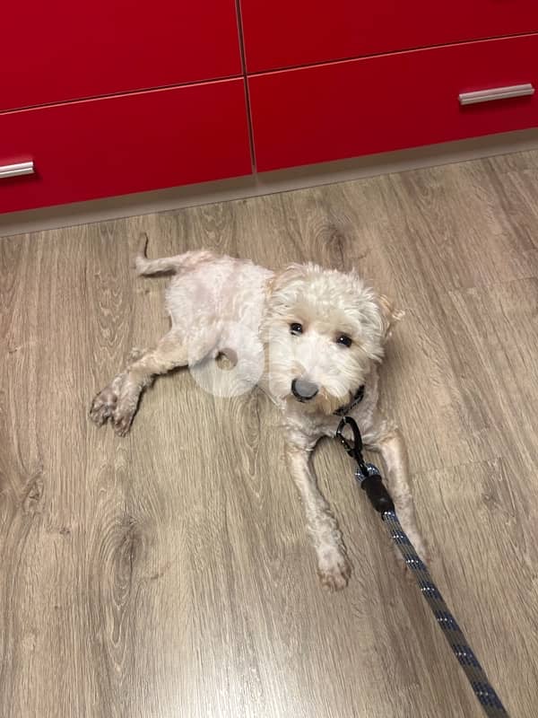 maltipoo fully trained and vaccinated 1