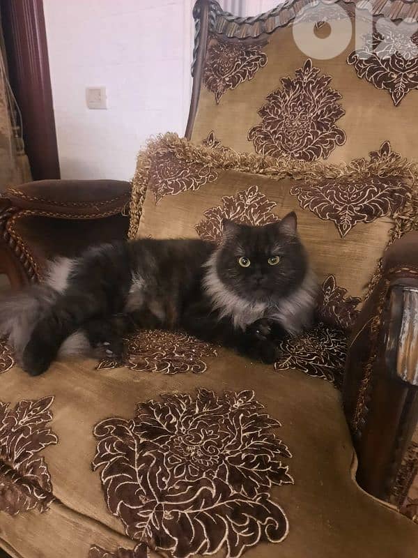 مطلوب قط للزواج ذكر شيرازي او شيرازي مكس سكوتش 0