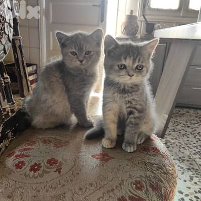 4 Adorable Sisters Looking for Their Forever Homes