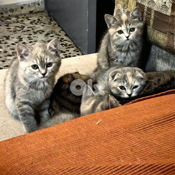 4 Adorable Sisters Looking for Their Forever Homes 2