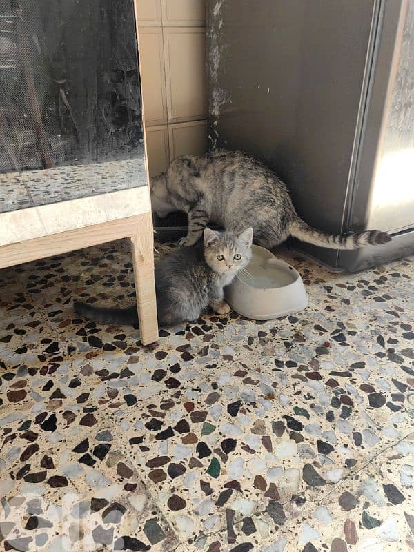 4 Adorable Sisters Looking for Their Forever Homes 3