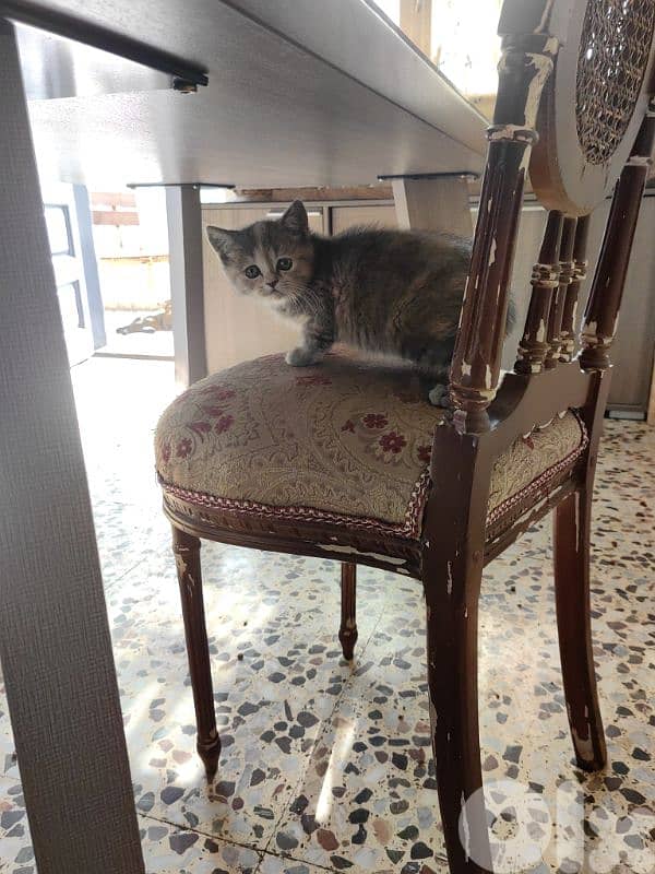 4 Adorable Sisters Looking for Their Forever Homes 4