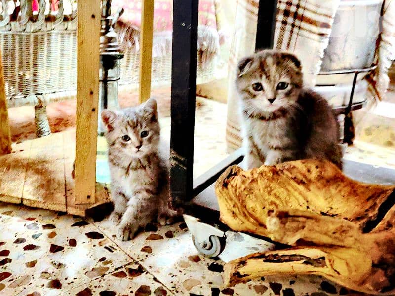 4 Adorable Sisters Looking for Their Forever Homes 7