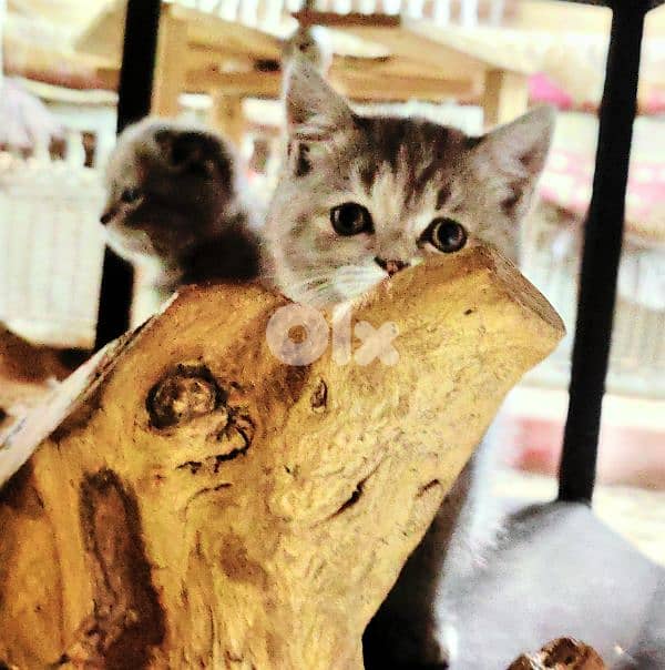 4 Adorable Sisters Looking for Their Forever Homes 9
