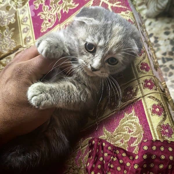 4 Adorable Sisters Looking for Their Forever Homes 0