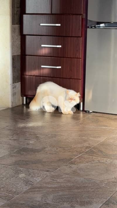 male Persian cat for mating