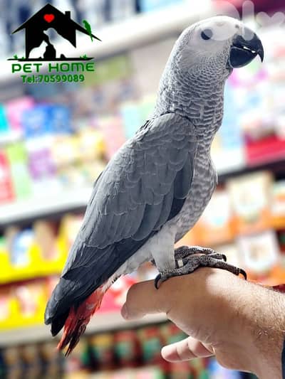 kasko parrot