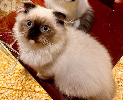 birman kitten with folded ears